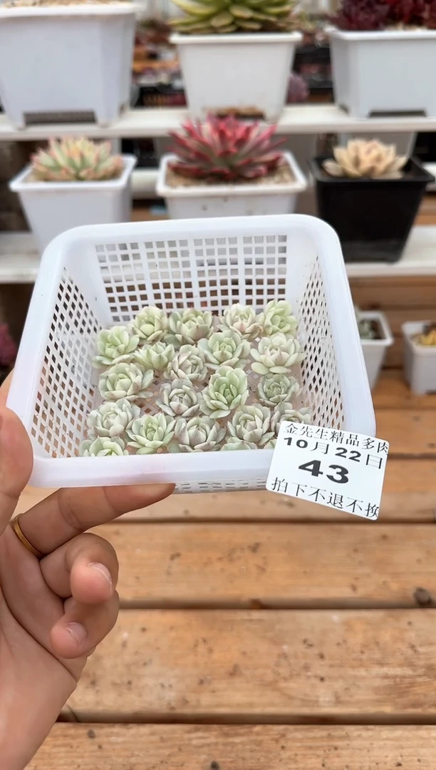 【闪购商品】1022-43静夜锦头盖（量拍）