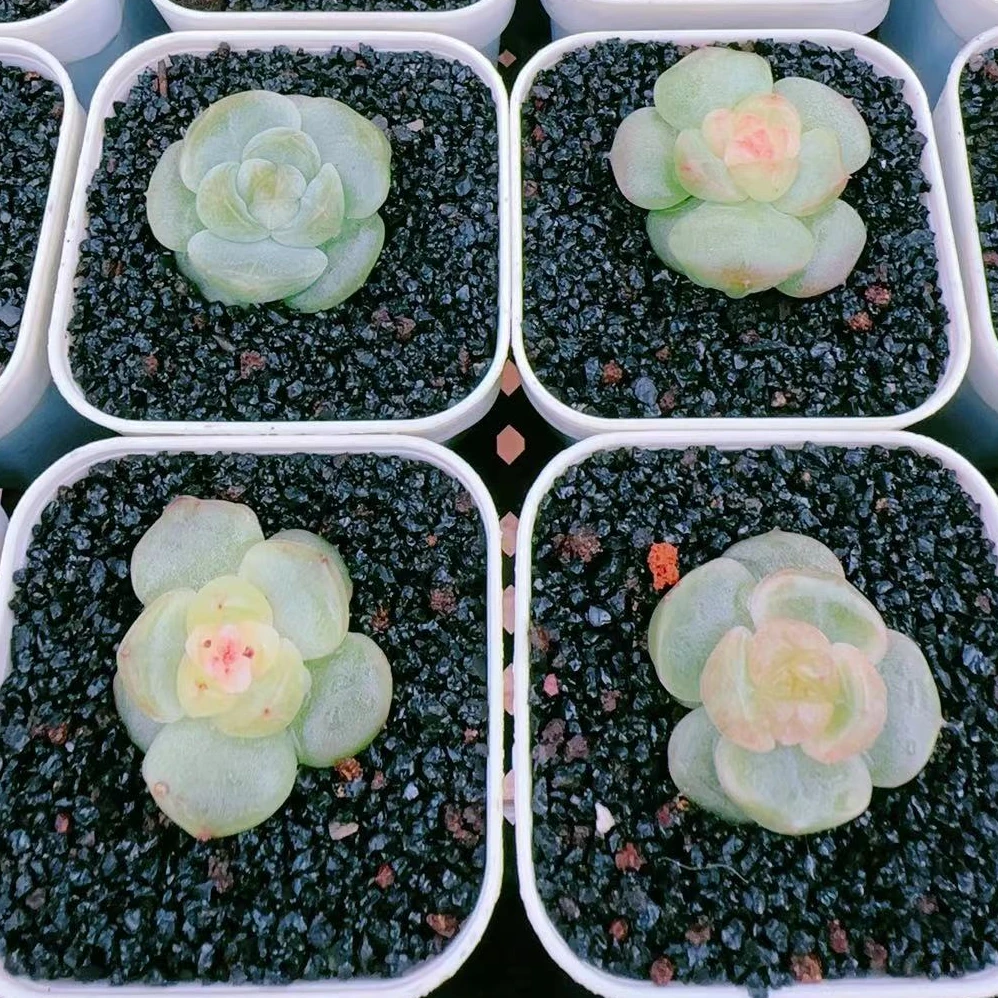 新品珍妮链接(2)金先生精品多肉
