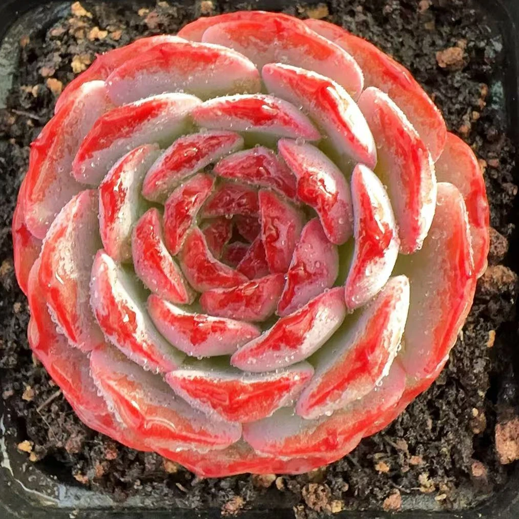 多肉素颜（3.5cm）单头脱土金先生精品多肉