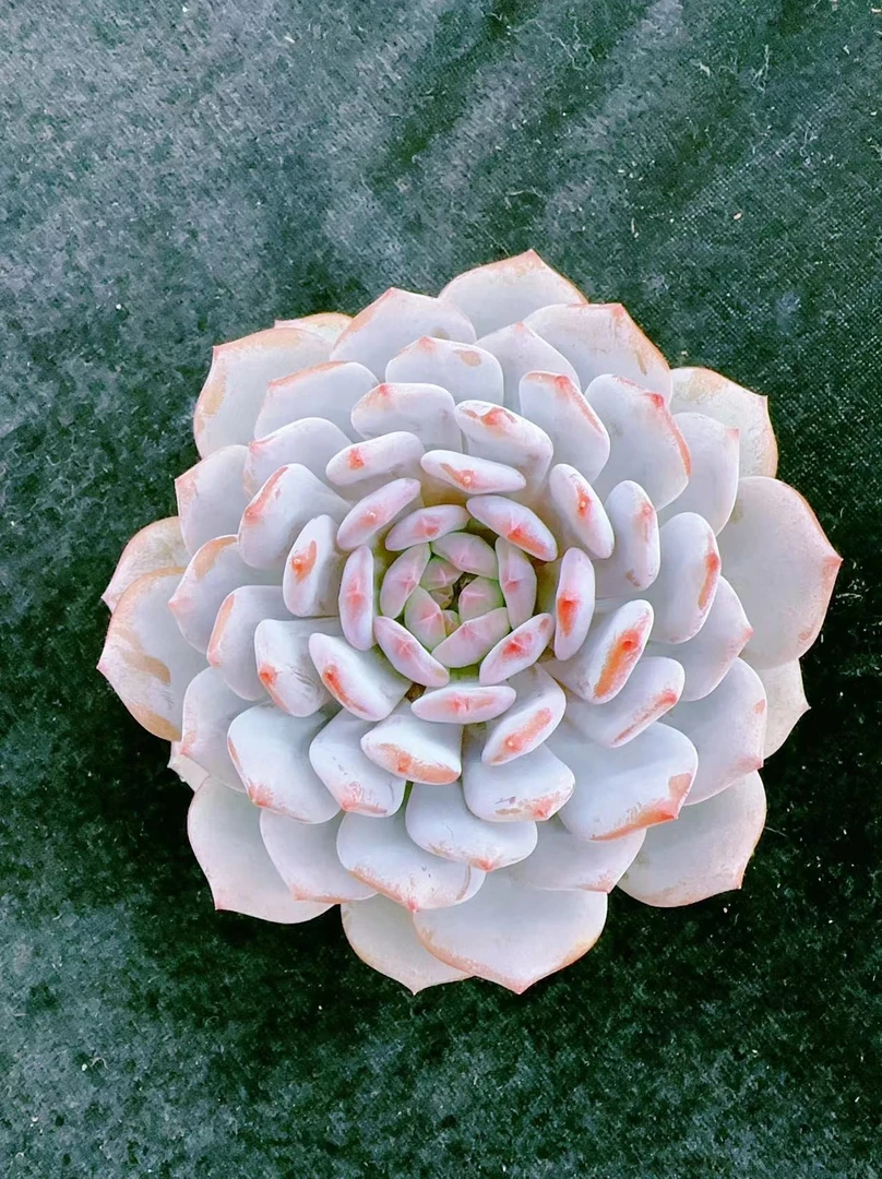 星星橙单头（中）金先生精品多肉