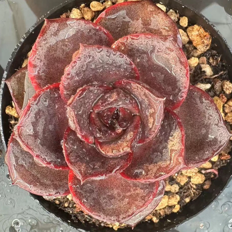 发光玫瑰80#脱土金先生精品多肉