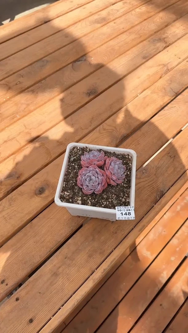 【闪购商品】1026-148雪莲梦露3头