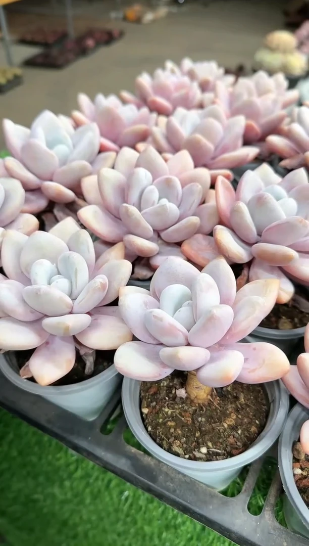 【闪购商品】粉兔脱土发货