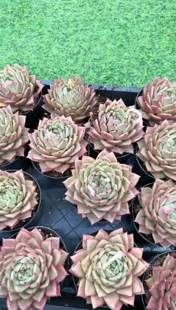 【闪购商品】山塔玛利亚单头脱土