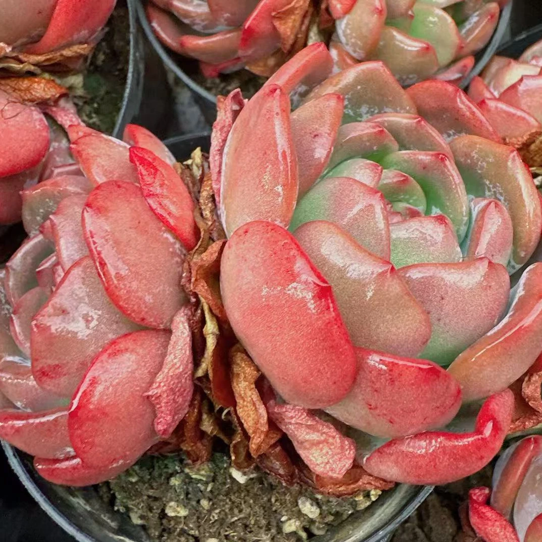 全明星整桩无砍双头（6cm）脱土金先生精品多肉