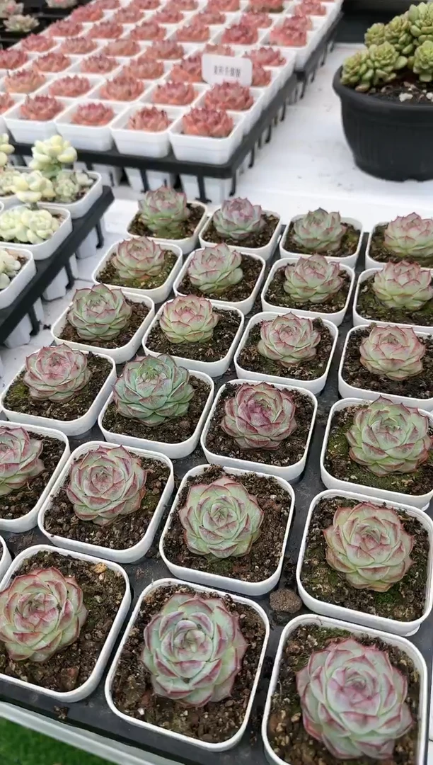 【闪购商品】12月26日女王玄（带盆土）
