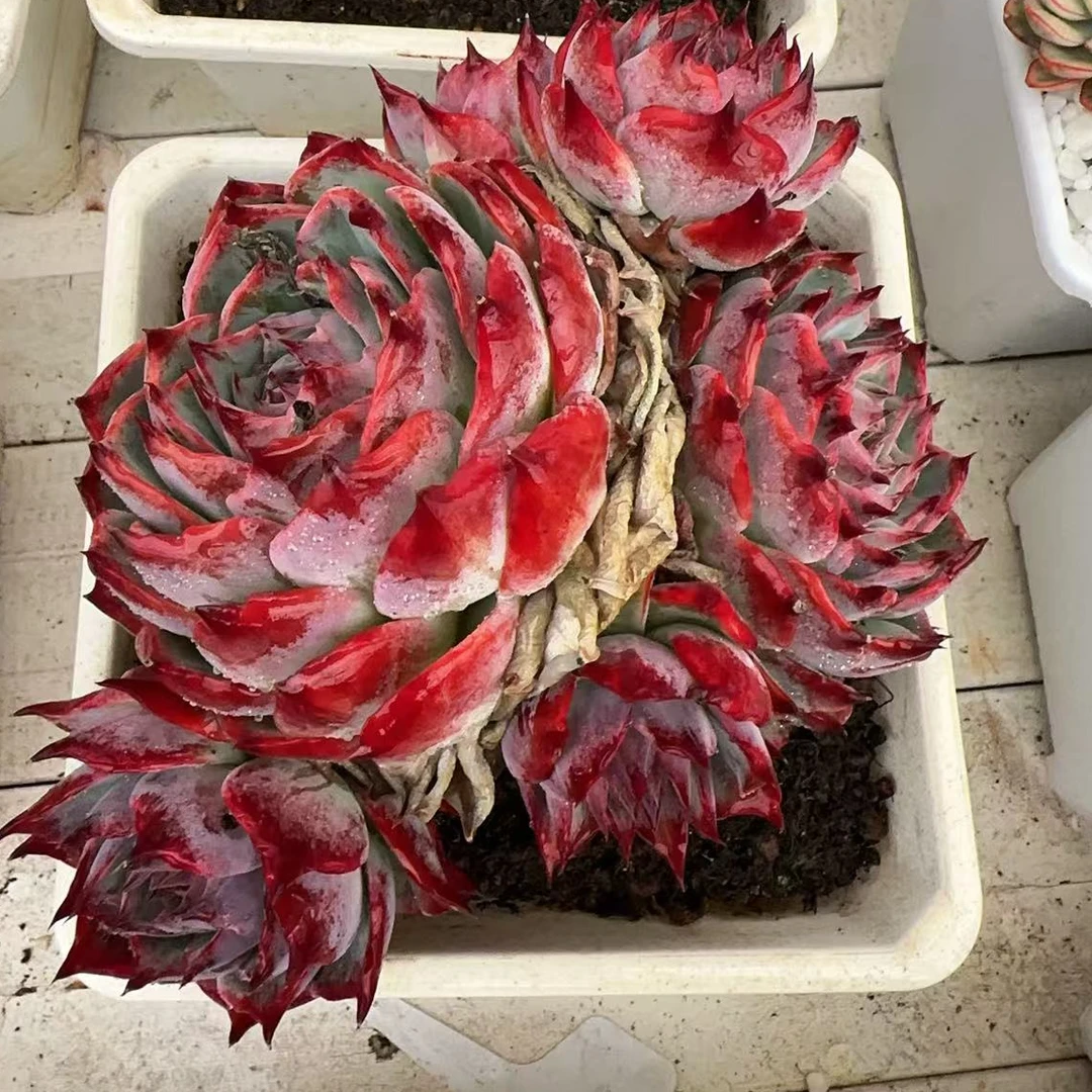 卡西欧母本无砍大群（15cm）脱土金先生精品多肉