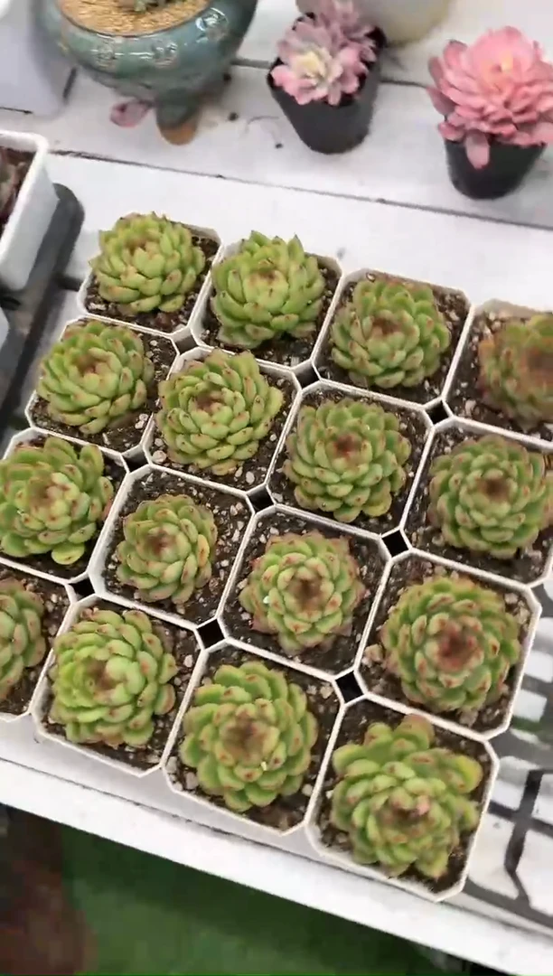 【闪购商品】糖果珍妮70白方带盆土