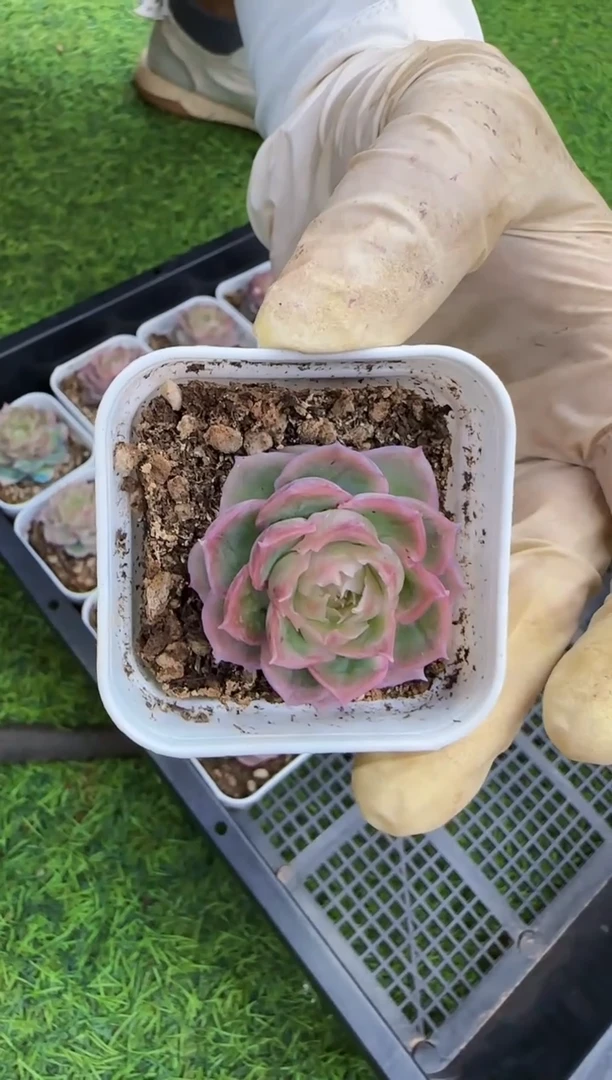 【闪购商品】水晶虾饺5.5盆带盆土金先生精品