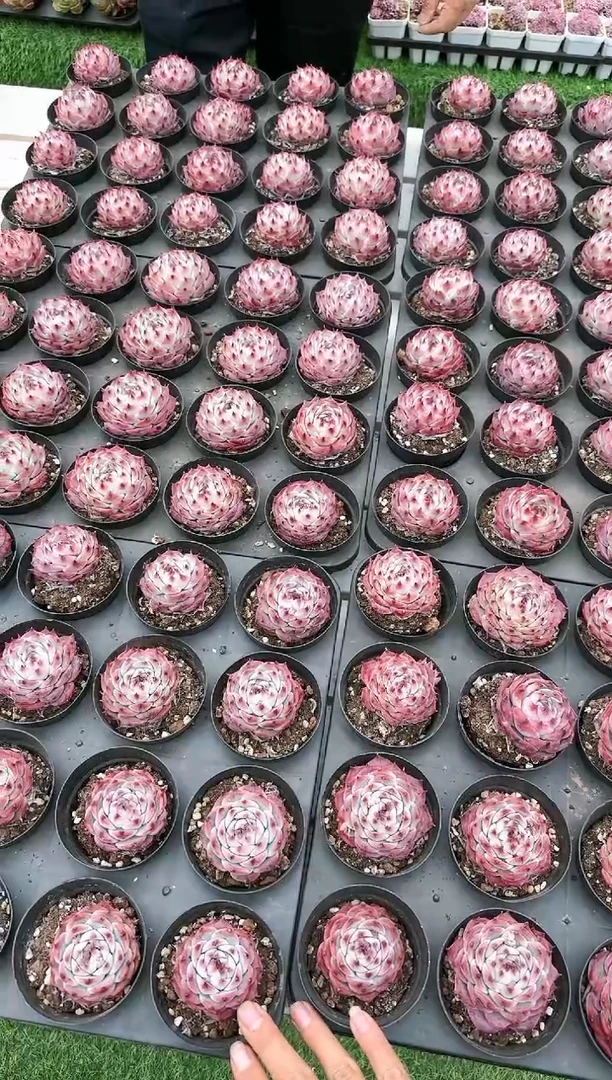 【闪购商品】卡西欧惊鸿带盆土