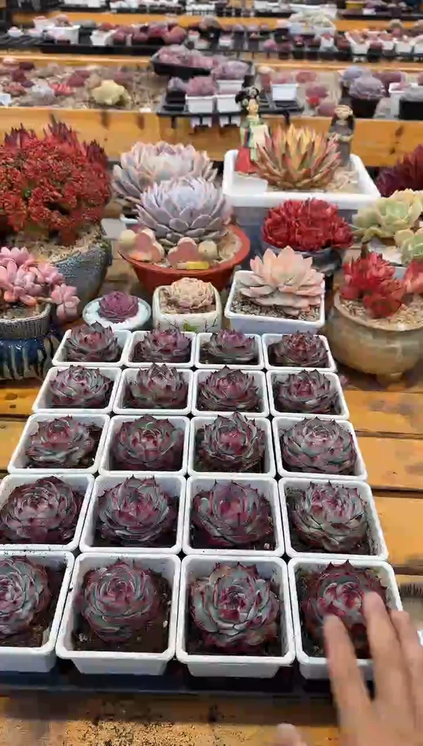 【闪购商品】0116-40惊鸿仙子带盆土量拍