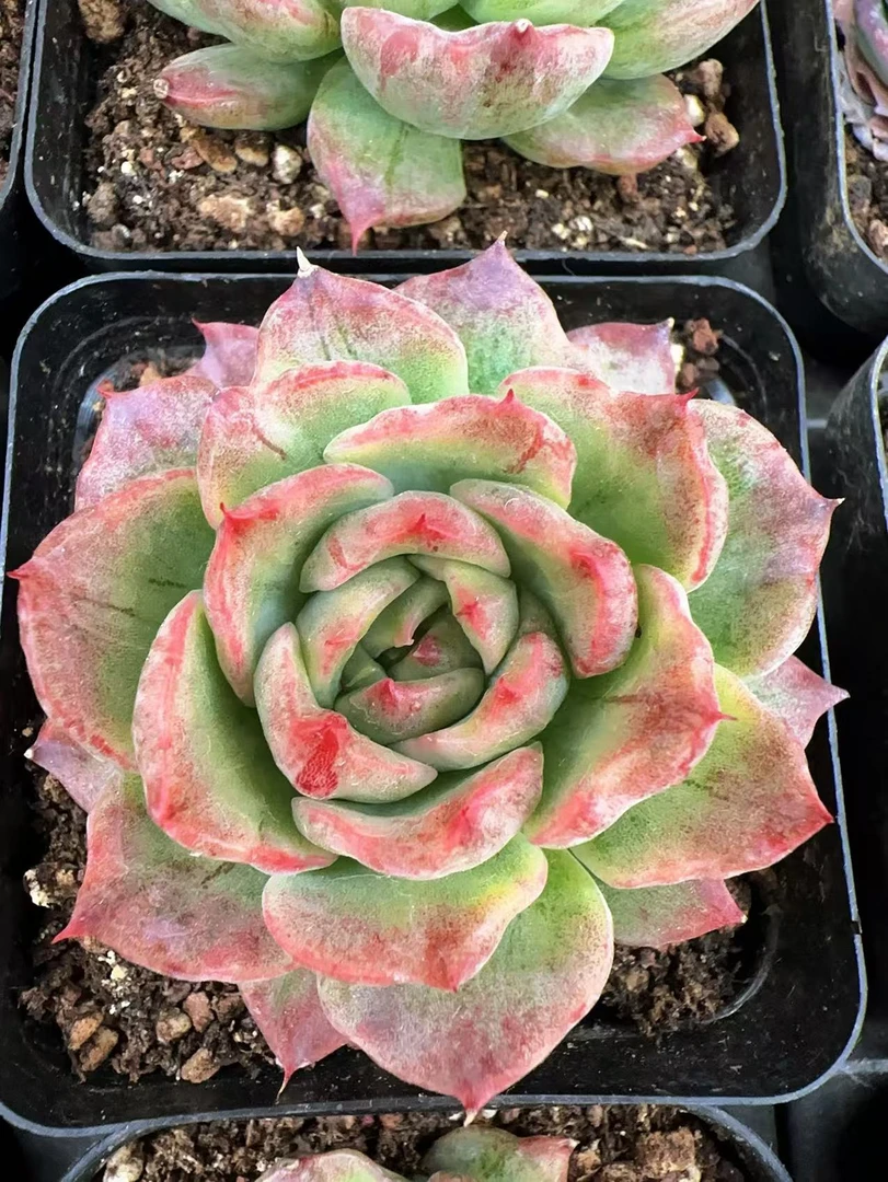 弗洛瑞安娜石化拉丝锦（5cm）脱土金先生精品多肉