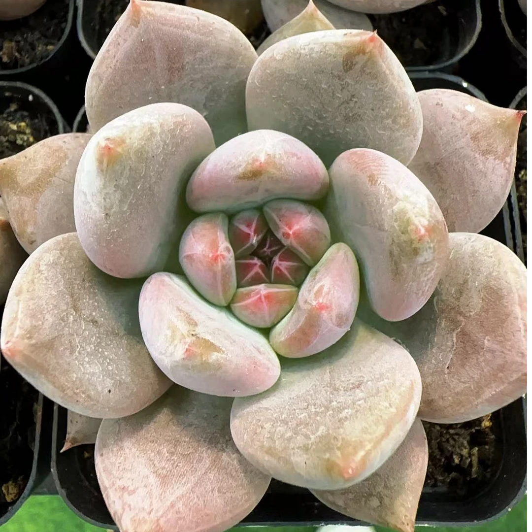 春峰单头（5cm）脱土金先生精品多肉