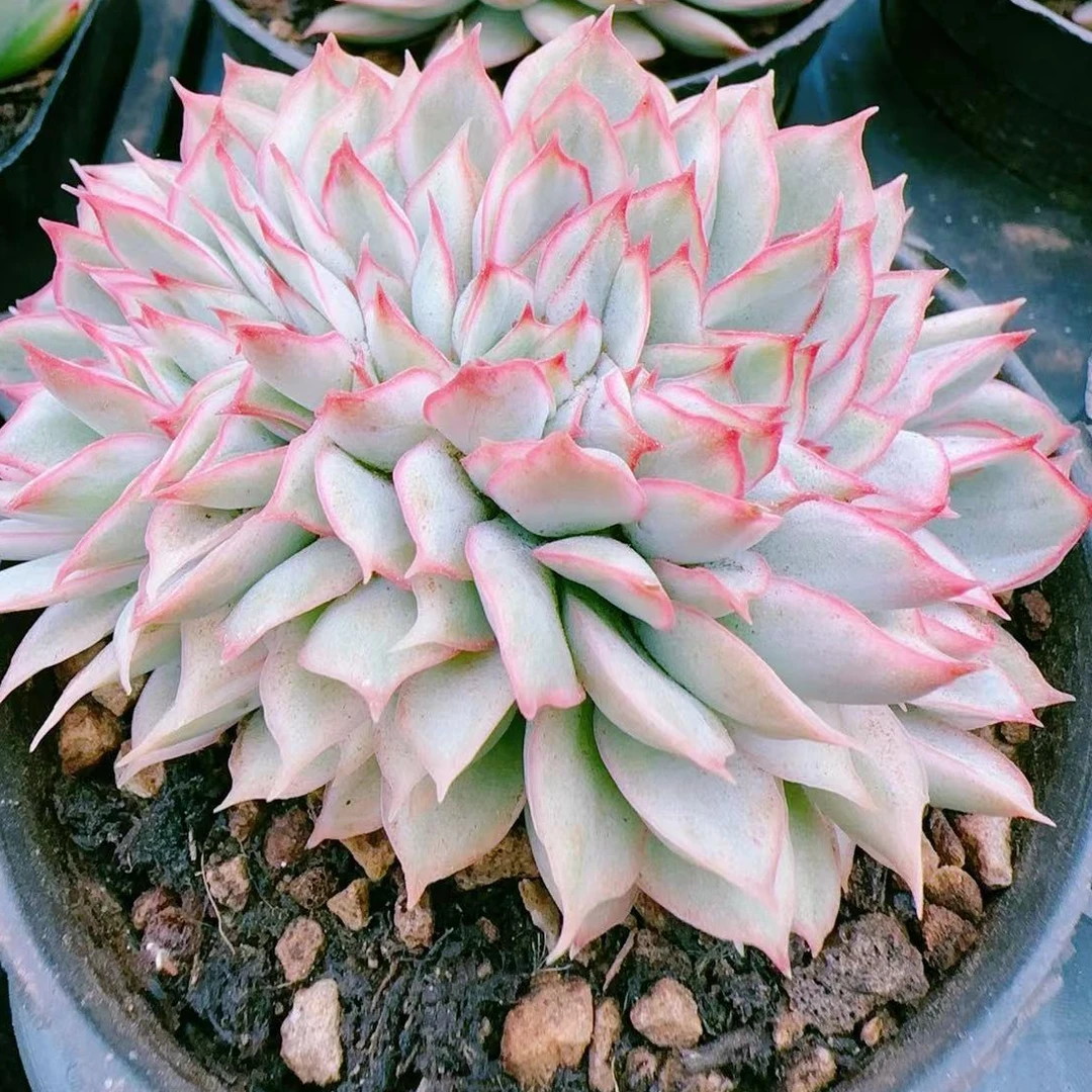 月光女神锦缀化80#带土球金先生精品多肉