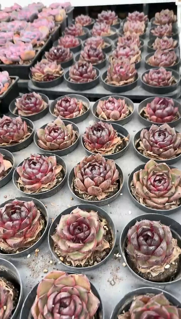 【闪购商品】巧克力玫瑰单头带盆土