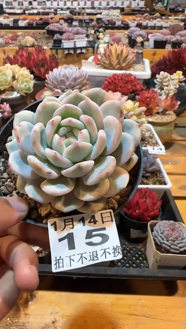 【闪购商品】0114-15橙梦露锦