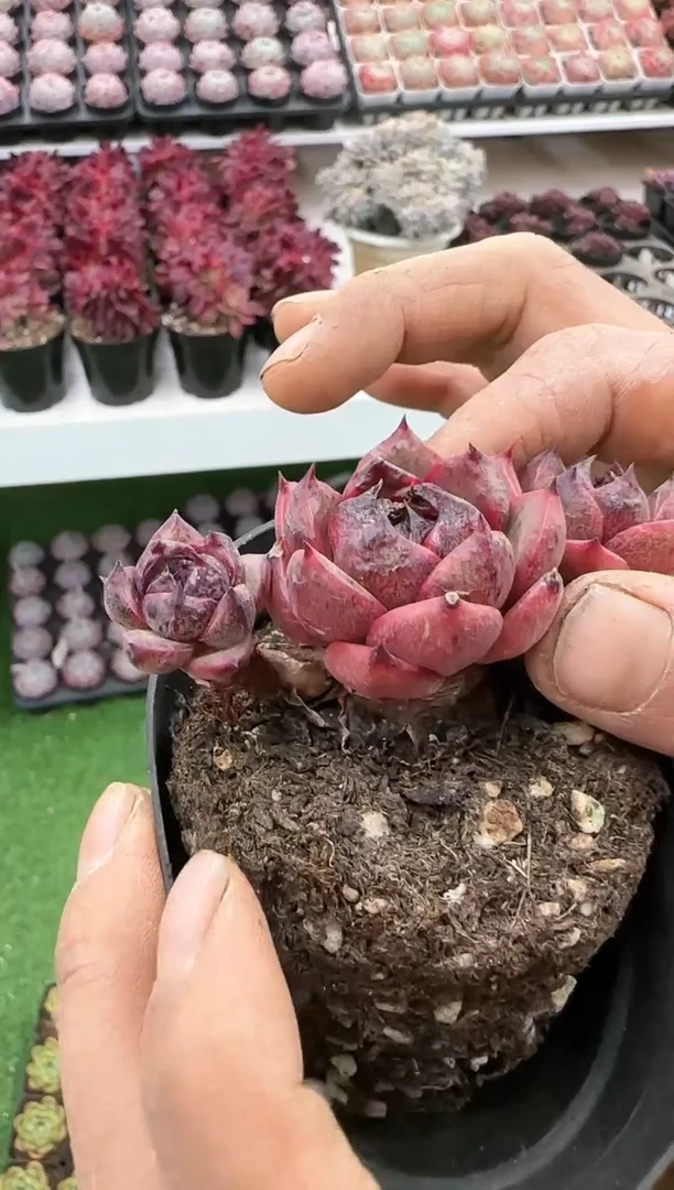 【闪购商品】黑莓王子群带盆土