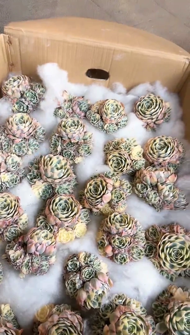 【闪购商品】玉蝶锦手捧