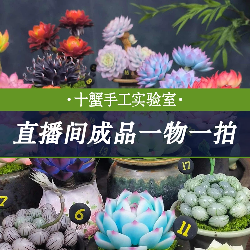 ［十蟹手工实验室］手工粘土多肉成品，直播间成品定制专拍