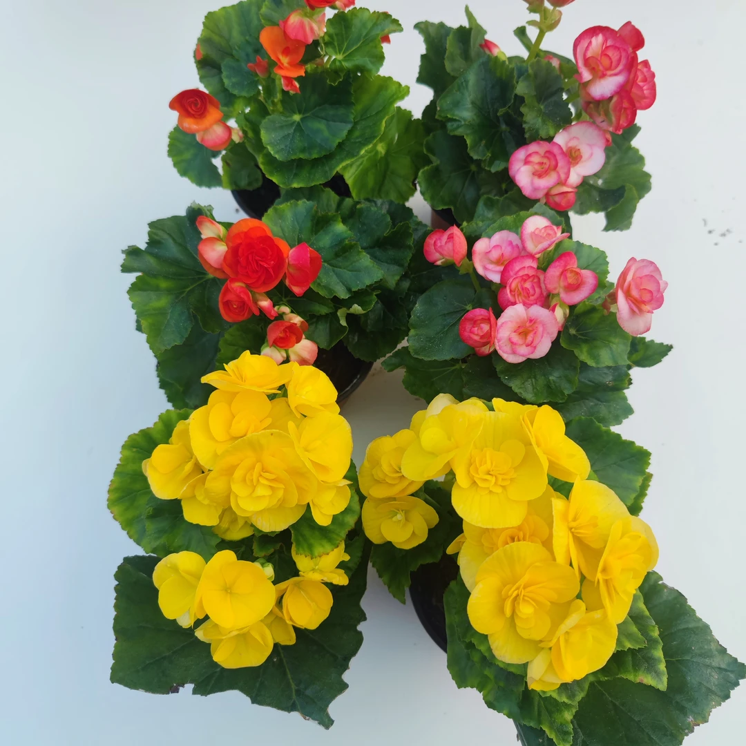 丽格海棠重瓣盆栽带花发货到手即可赏花