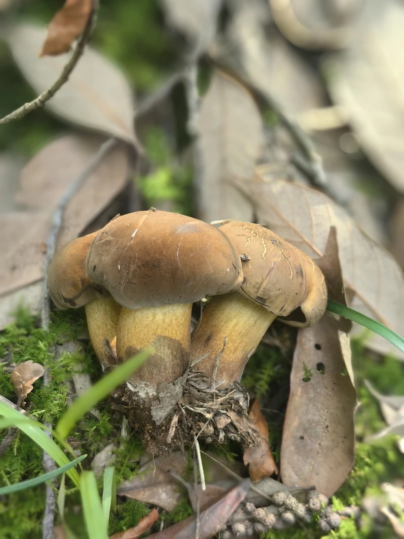 云南野生黑牛肝菌1kg过油粗把把