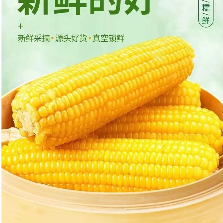 东北黄糯玉米240克-280克整箱10根JY