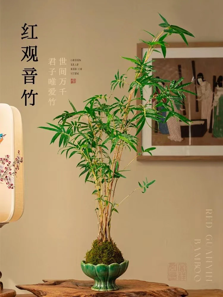 红竹盆景观音竹书房庭院植物小红竹苗竹子盆栽室内桌面绿植