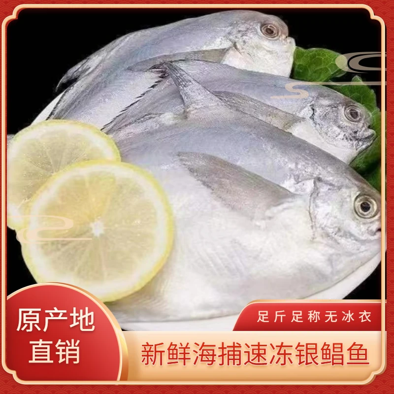 新鲜速冻银鲳鱼白鲳鱼海鲜水产鲜活速冻 清蒸肉质鲜嫩净重6斤