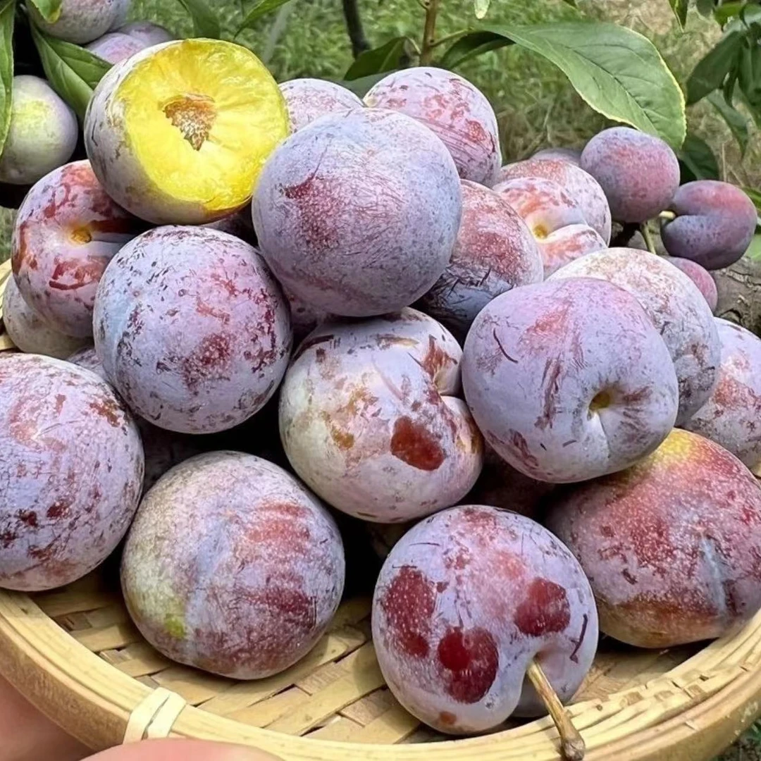 水果蔬菜 > 水果 > 李子