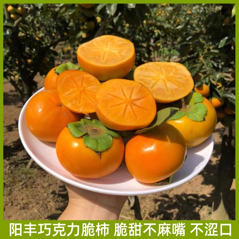 陕西阳丰脆柿子 脆甜硬柿子巧克力脆柿 净重4.5斤 产地直发新鲜