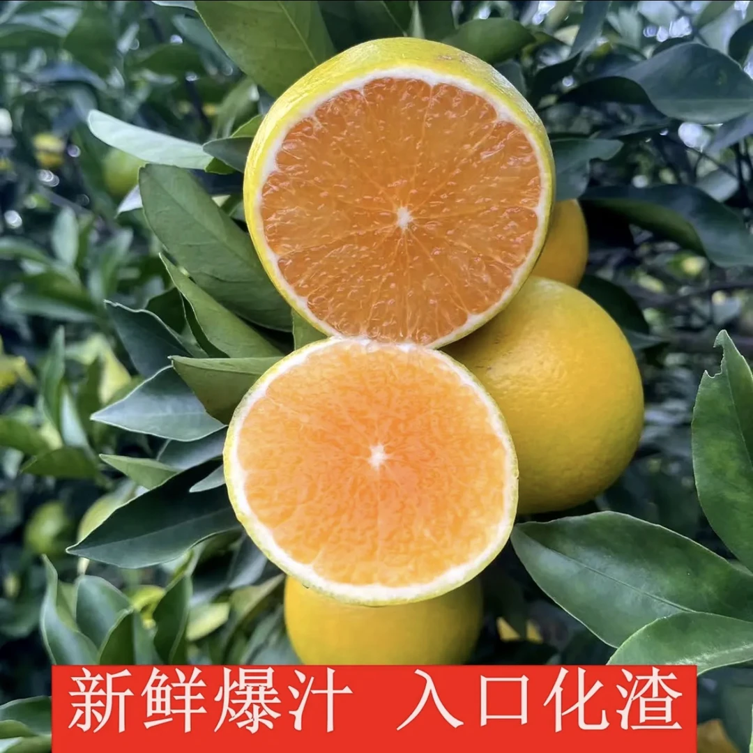广东廉江红橙 皮薄 肉厚 多汁 酸甜可口 橙香味浓（5斤带箱 包邮）
