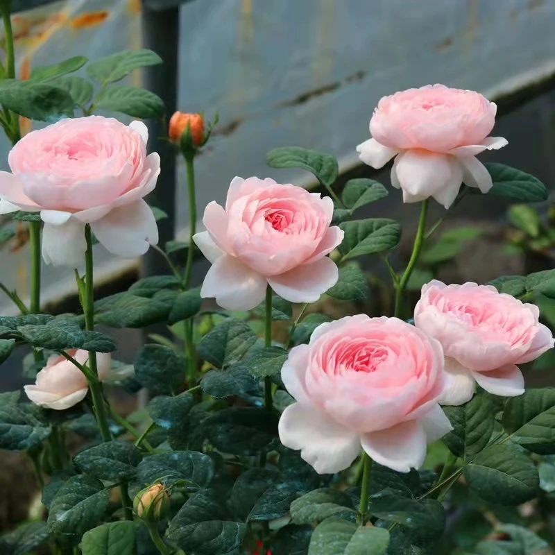 瑞典女王灌木品种月季