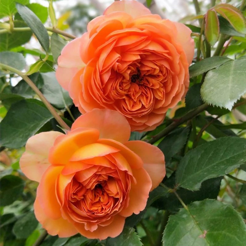 蜂蜜焦糖小藤本爬藤月季