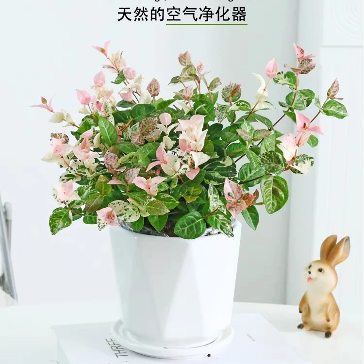 花叶络石黄金络石盆栽办公桌阳台植物观叶植物易活清雅点缀色彩