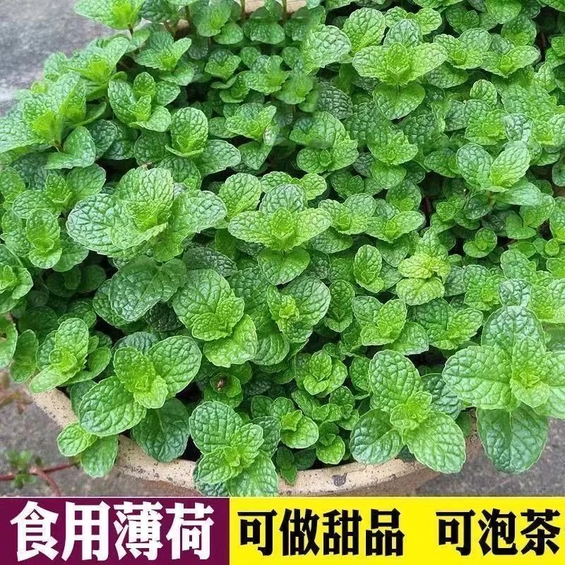 【好易种】薄荷种子可食用驱蚊虫芳香四季种植室内室外庭蔬菜种子