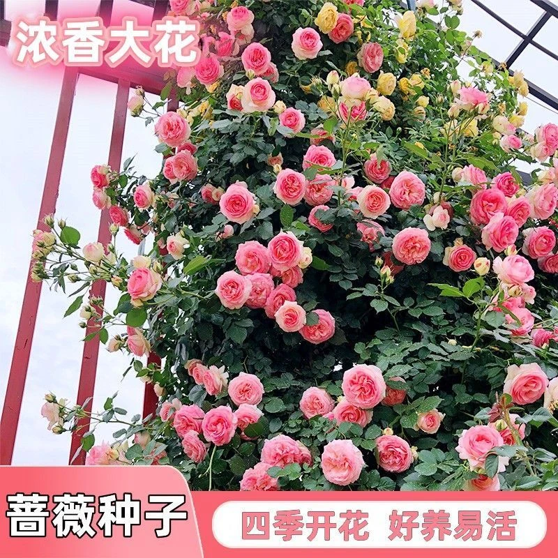 【好易种】爬藤蔷薇花种子四季开花好养爬藤植物种籽重瓣蔬菜种子