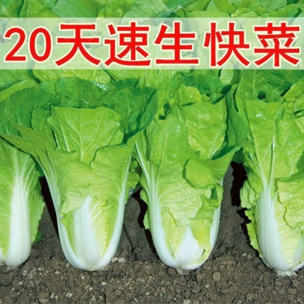 【好易种】快菜种子20天成熟耐热四季速生大小白菜种子蔬菜种种球