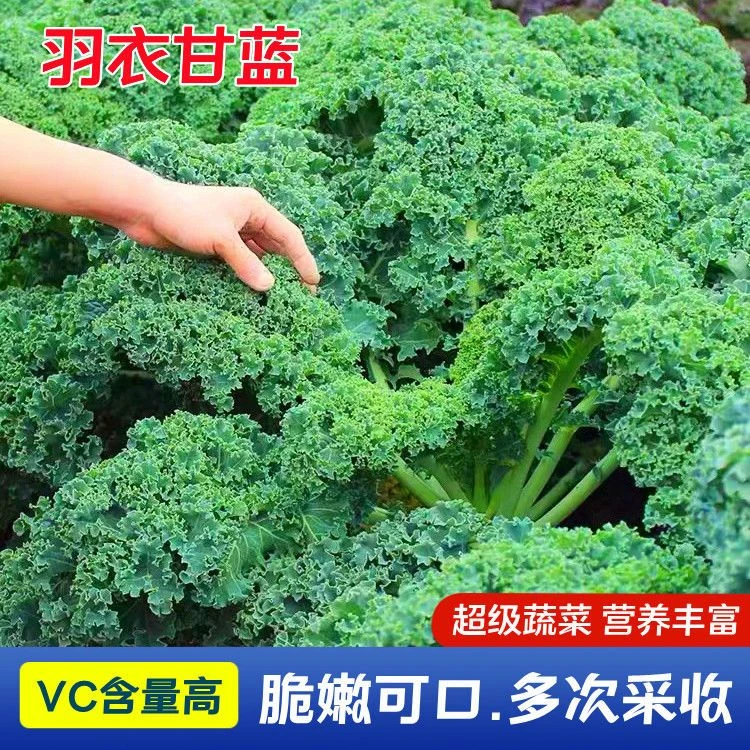 【好易种】食用羽衣甘蓝种子营养丰富耐寒耐热四季种高产蔬菜种子