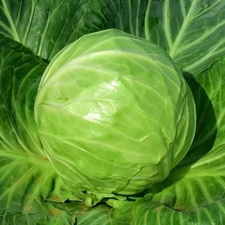 【好易种】包菜种籽紫甘蓝种子结球包心白菜夏秋冬卷心菜蔬菜种子