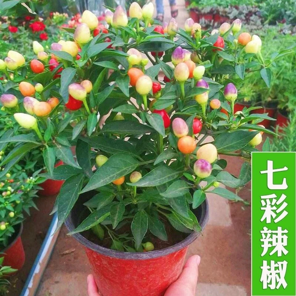 【好易种】七彩泡椒种子春季广西五彩泡椒辣椒种籽阳台观蔬菜种子
