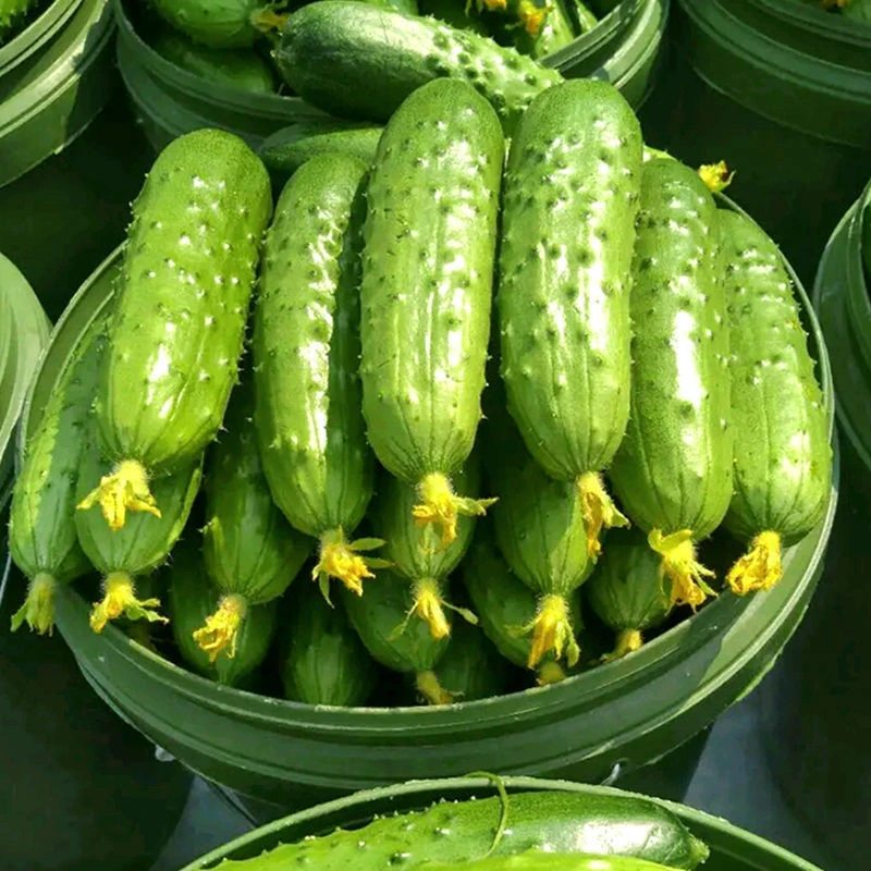 【好易种】比梨甜水果黄瓜种子春秋旱黄瓜种籽四季播唐山蔬菜种子