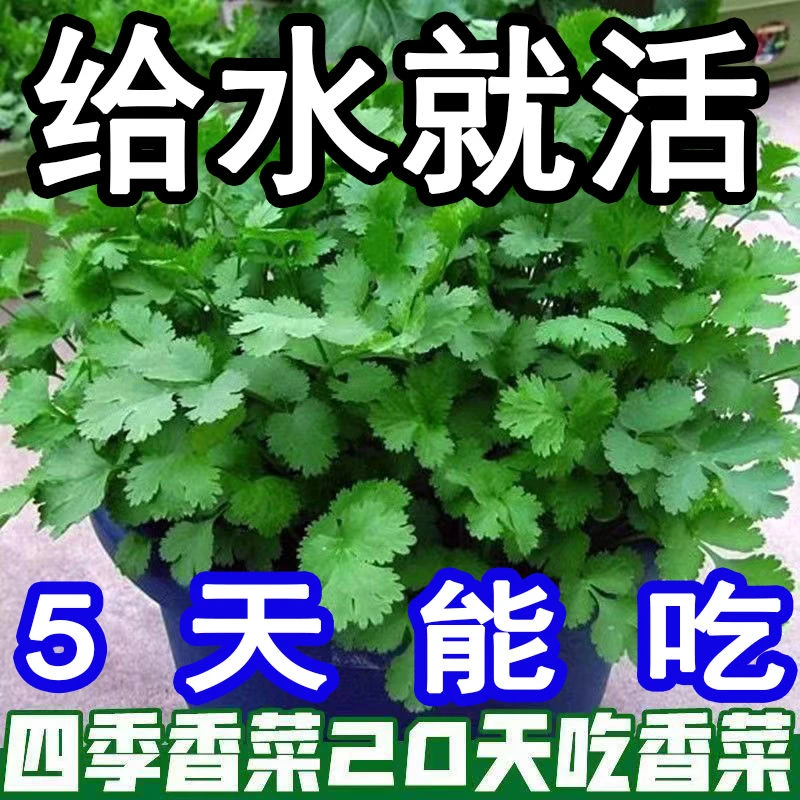 【好易种】香菜种子大全农家盆栽香菜新鲜四季室内种植种蔬菜种子