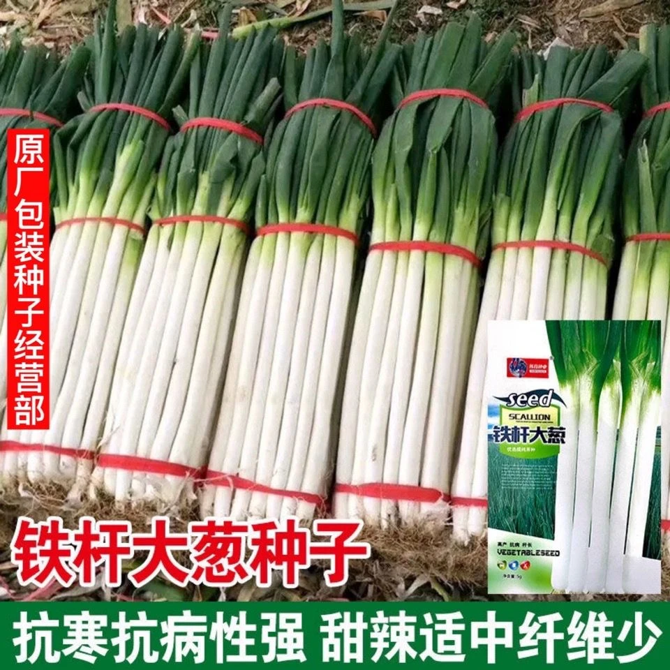 【好易种】正宗铁杆大葱种子四季长白高产山东章丘抗病耐蔬菜种子