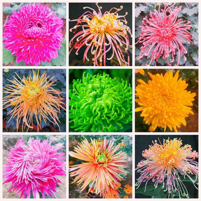 【好易种】新品菊花种子九月菊金秋菊花种籽四季播种盆栽蔬菜种子