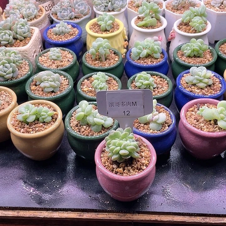 滨哥多肉M12白恋缀化