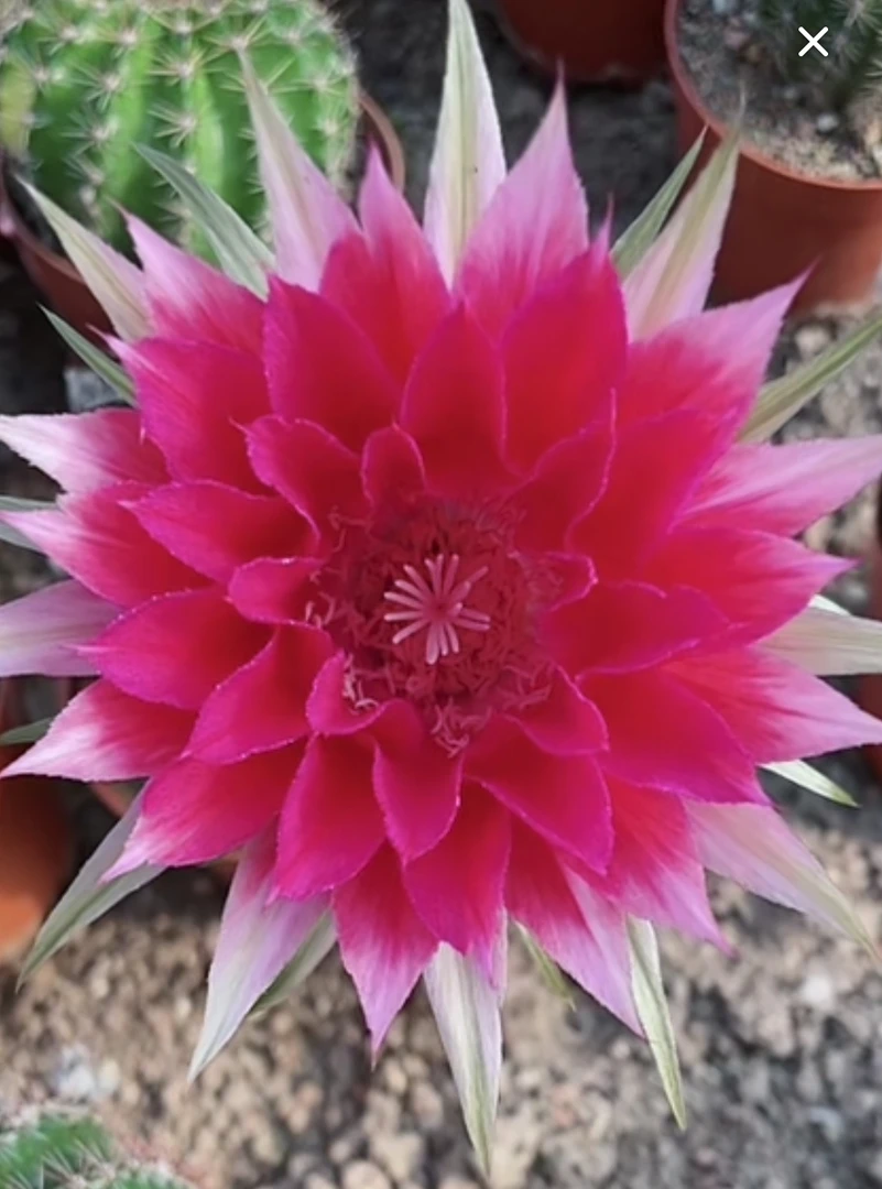 彩草仙人球直播专用一物一拍（裸根、脱土、摘花，偏远地区不包邮）