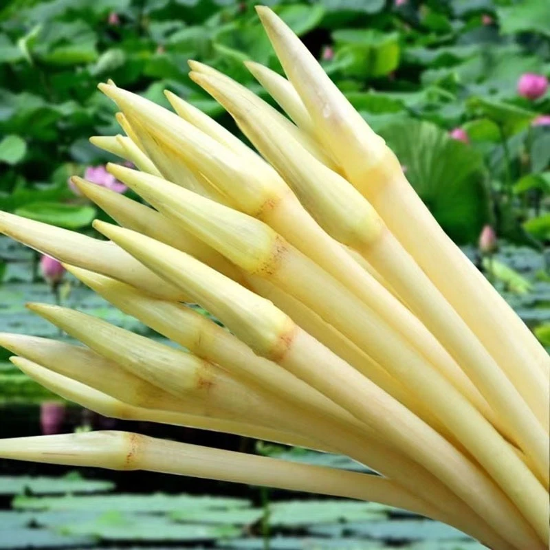 ［顺丰包邮］江西鄱阳湖野生藕尖，藕带，藕枝现挖现发泡沫箱加冰