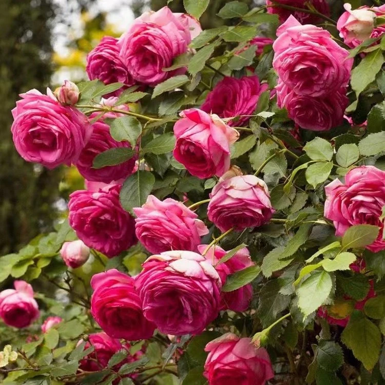 深粉龙沙宝石大型爬藤月季多季节开花浓香大花抗性好花量大长势快