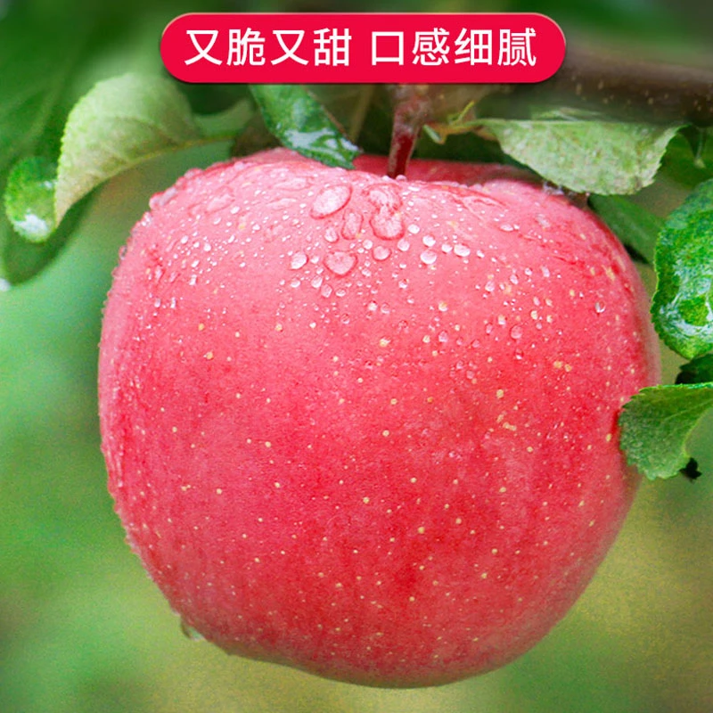 静宁苹果新果甘肃红富士脆甜水果苹果净重4/5/8.5/2.5斤果香浓郁