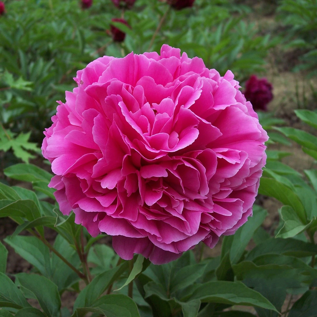 【红峰】山东重瓣大芍药菏泽基地直发（顺丰包邮）